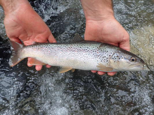 Pêche de la truite sur la rivière Vie - Fédération de pêche de l'Orne