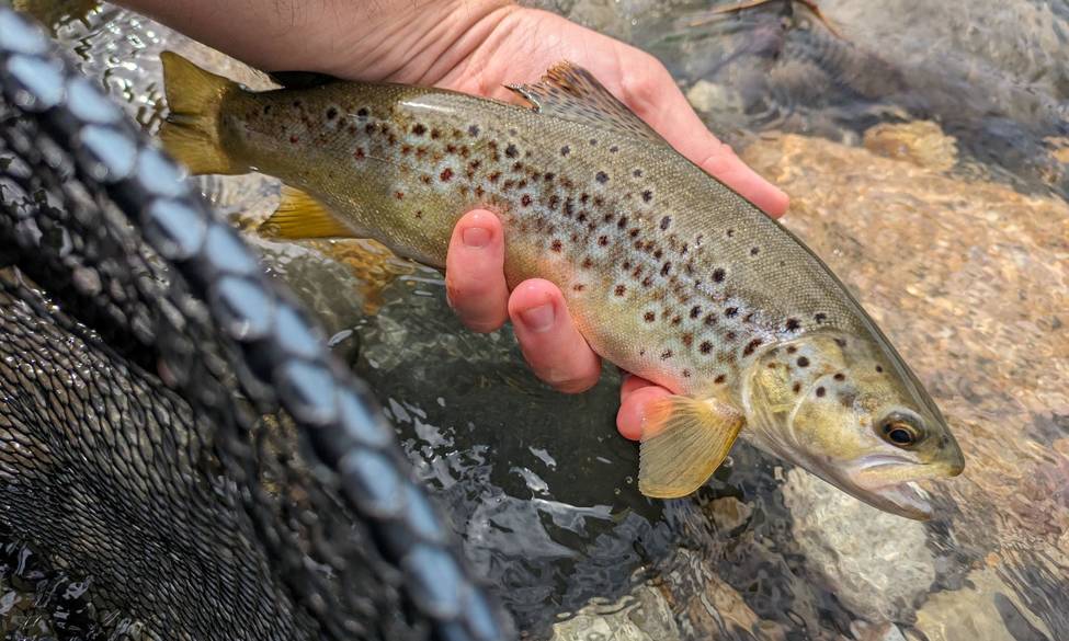 Neste aval : 3 ans de no-kill pour la truite fario !