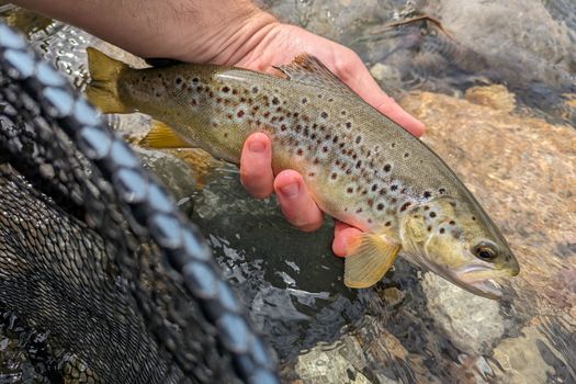 Neste aval : 3 ans de no-kill pour la truite fario !