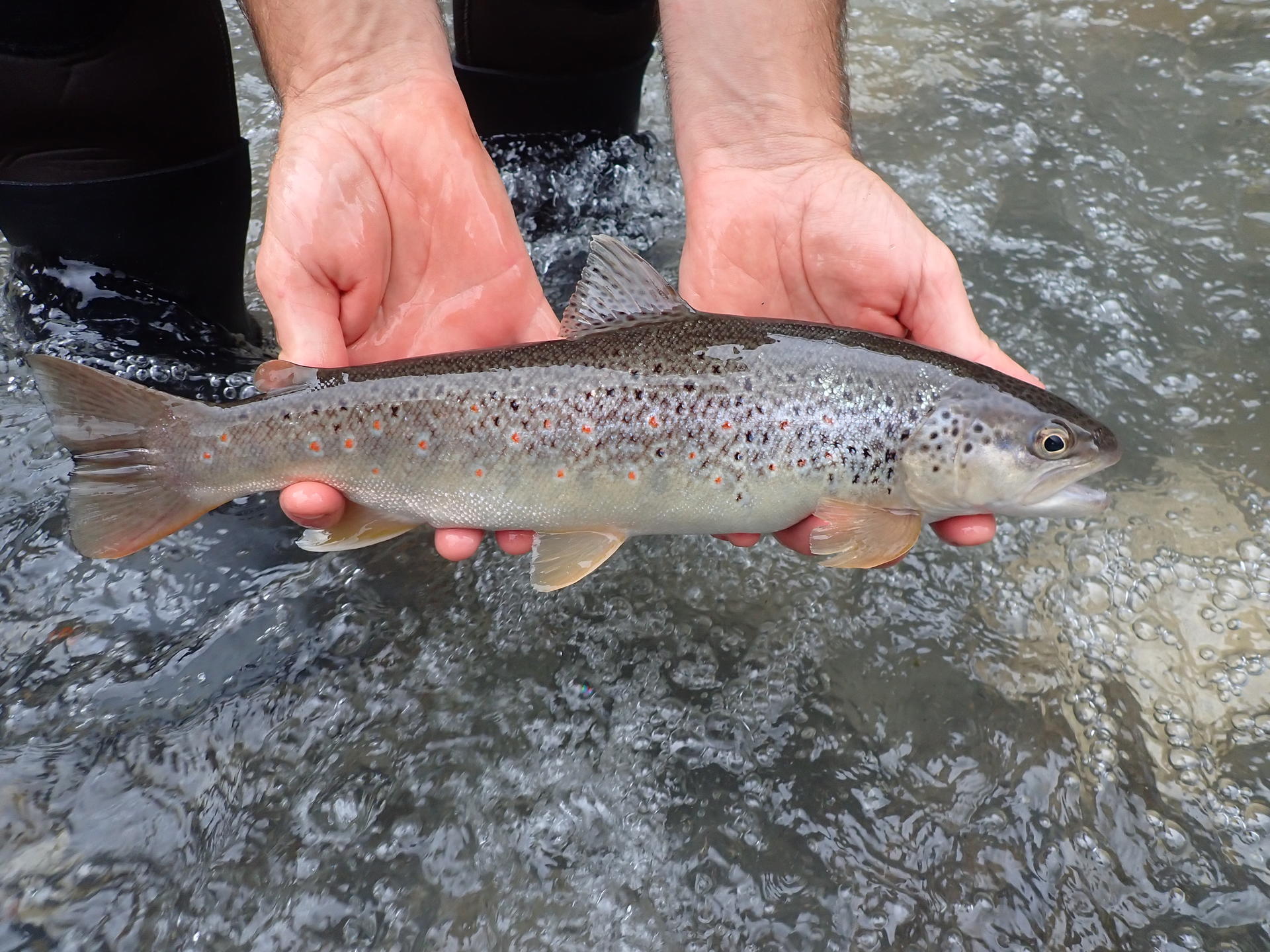 Truite Fario Federation De Peche Des Hautes Pyrenees