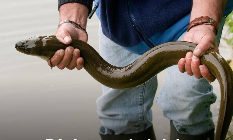 CHANGEMENTS REGLEMENTAIRES PÊCHE DE L'ANGUILLE