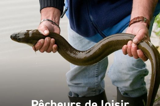 CHANGEMENTS REGLEMENTAIRES PÊCHE DE L'ANGUILLE