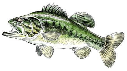 Black-bass